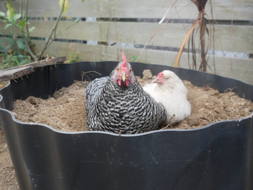 砂浴びをするニワトリ