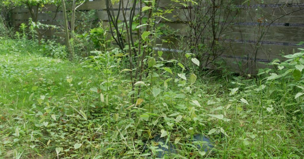 雑草に覆われたわが家の庭