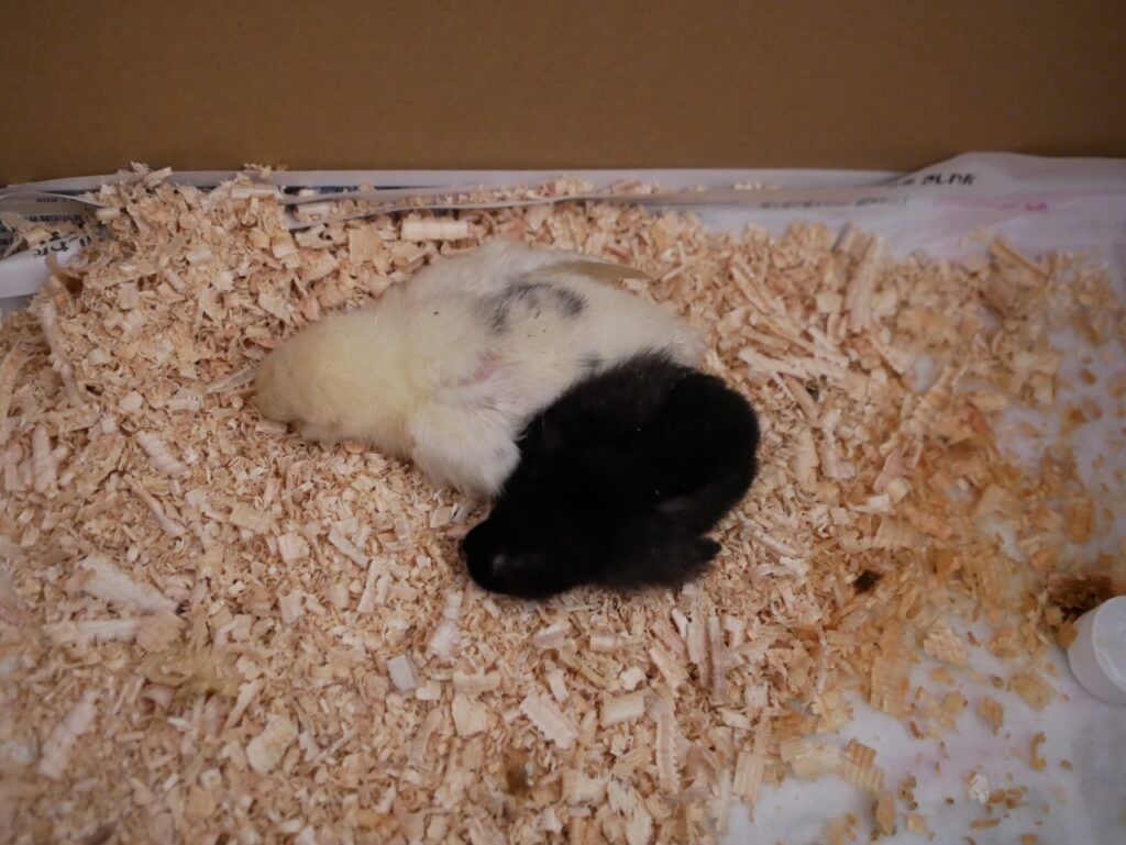 わが家にやってきた二羽のひよこ