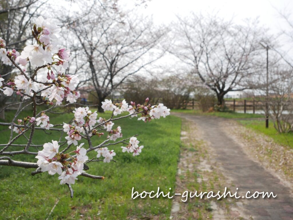 お花見会場のきれいに咲いている桜の花