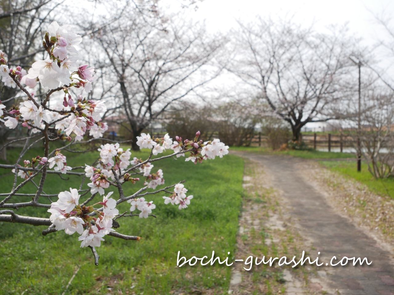 お花見会場を歩く