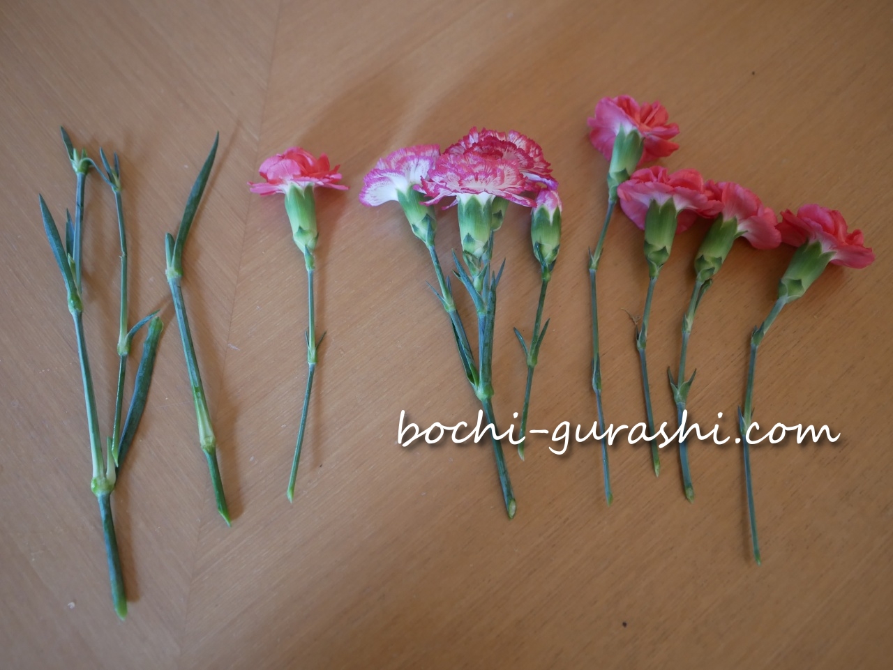 カーネーションをカット