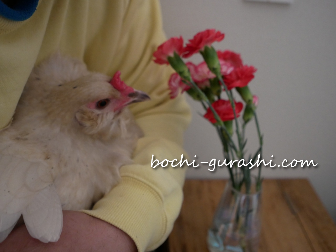 カーネーションとうすしおちゃん