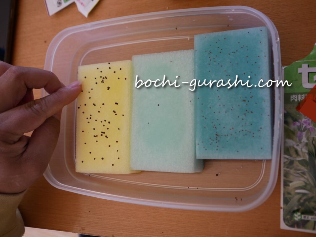 スポンジに種をまいて水耕栽培