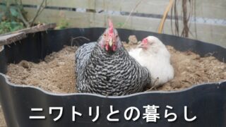 ニワトリとの暮らし