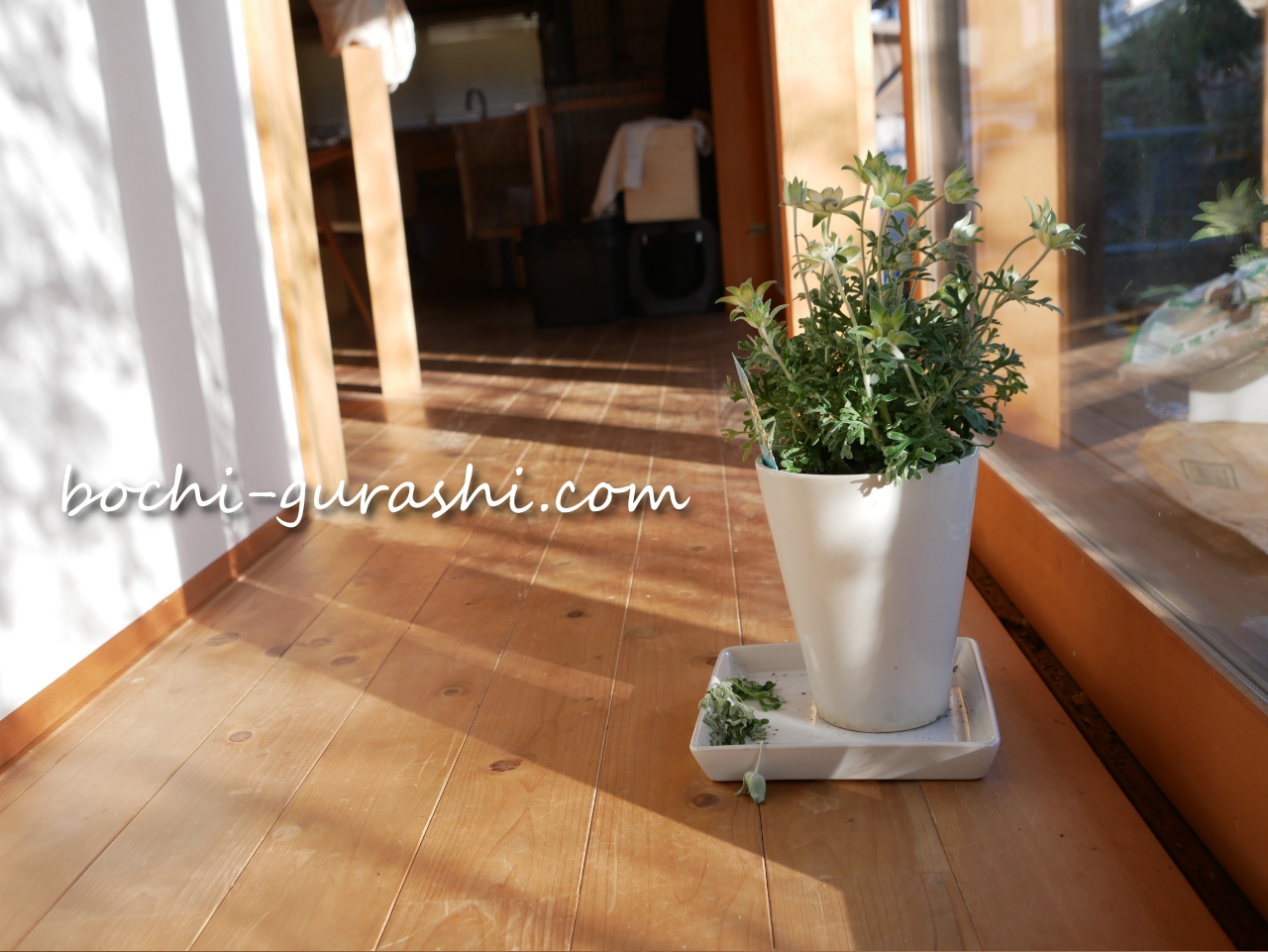 家の中にフランネルフラワーを飾る