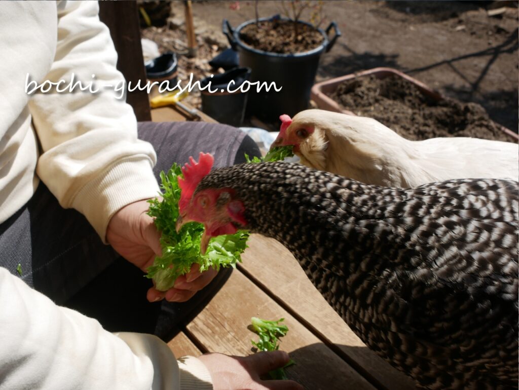 リーフが大好きな愛鶏うすしおとごましお