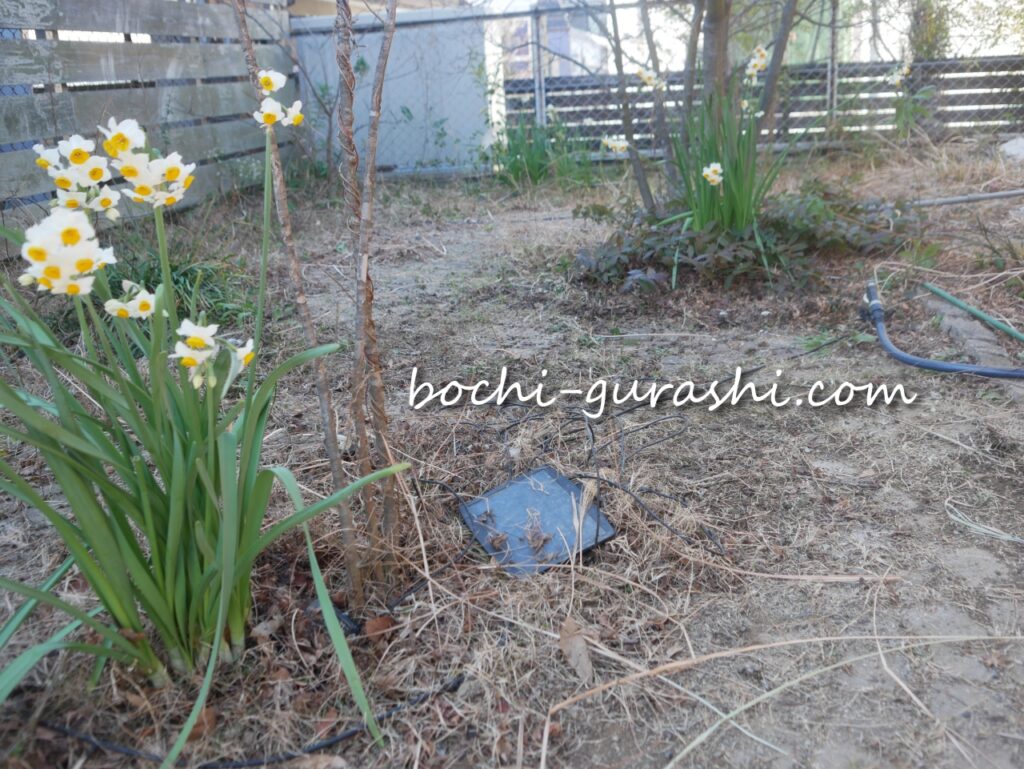 刈った雑草を除去