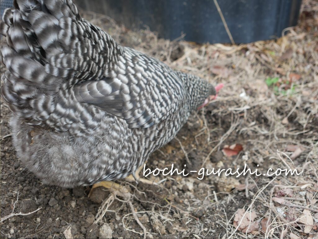 種まきの邪魔をするごましお