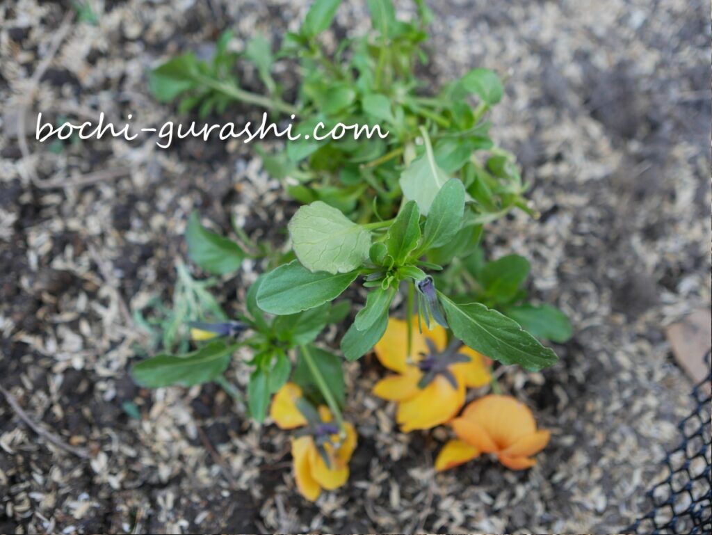 ニワトリに踏まれたパンジー