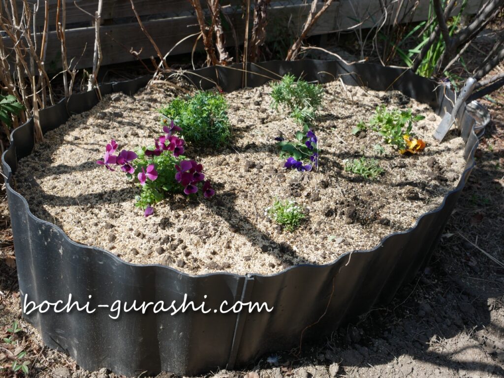 ニワトリに踏み荒らされた花壇