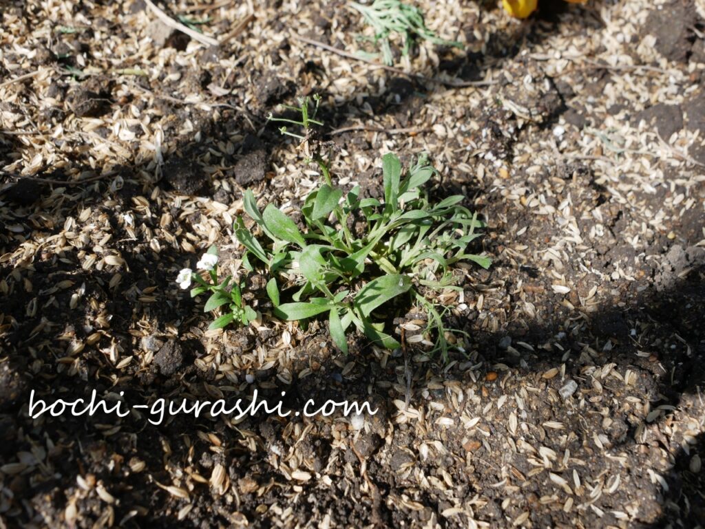 食べられたアリッサム