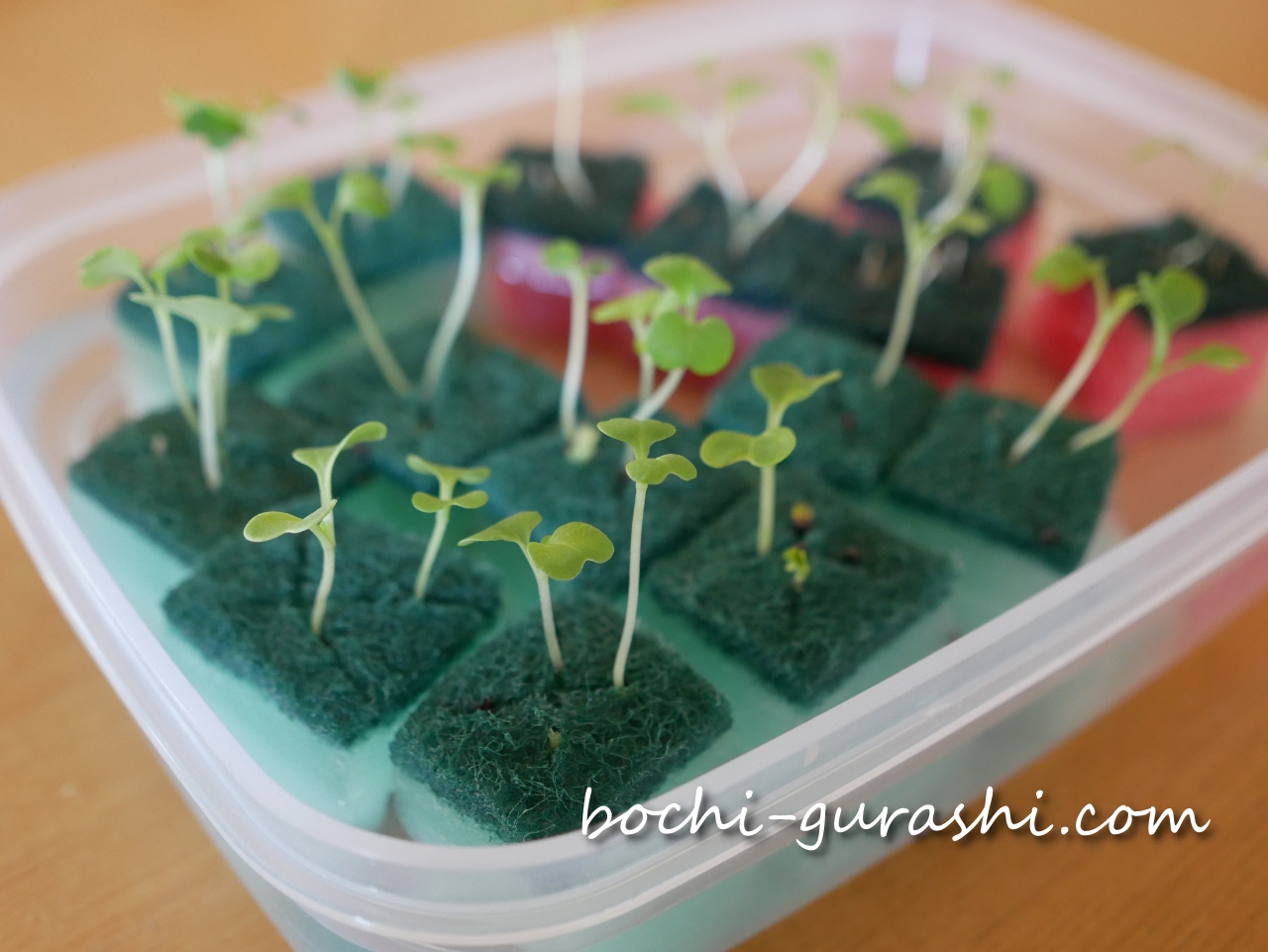 サニーレタスの芽がのびた