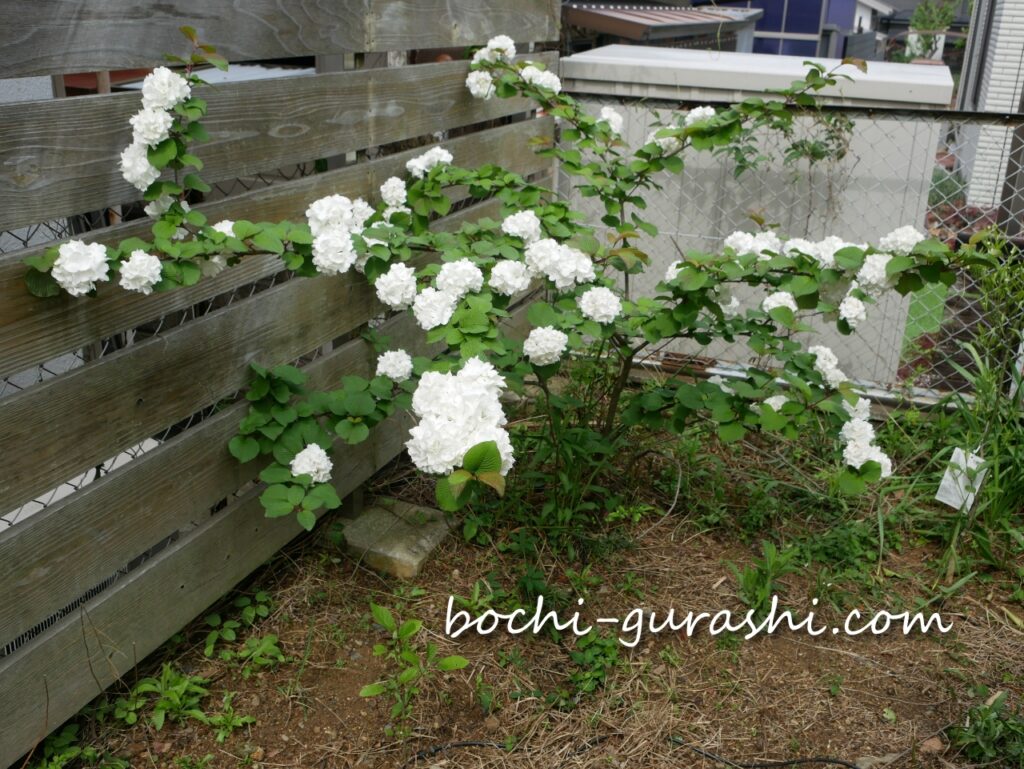 満開のオオデマリ