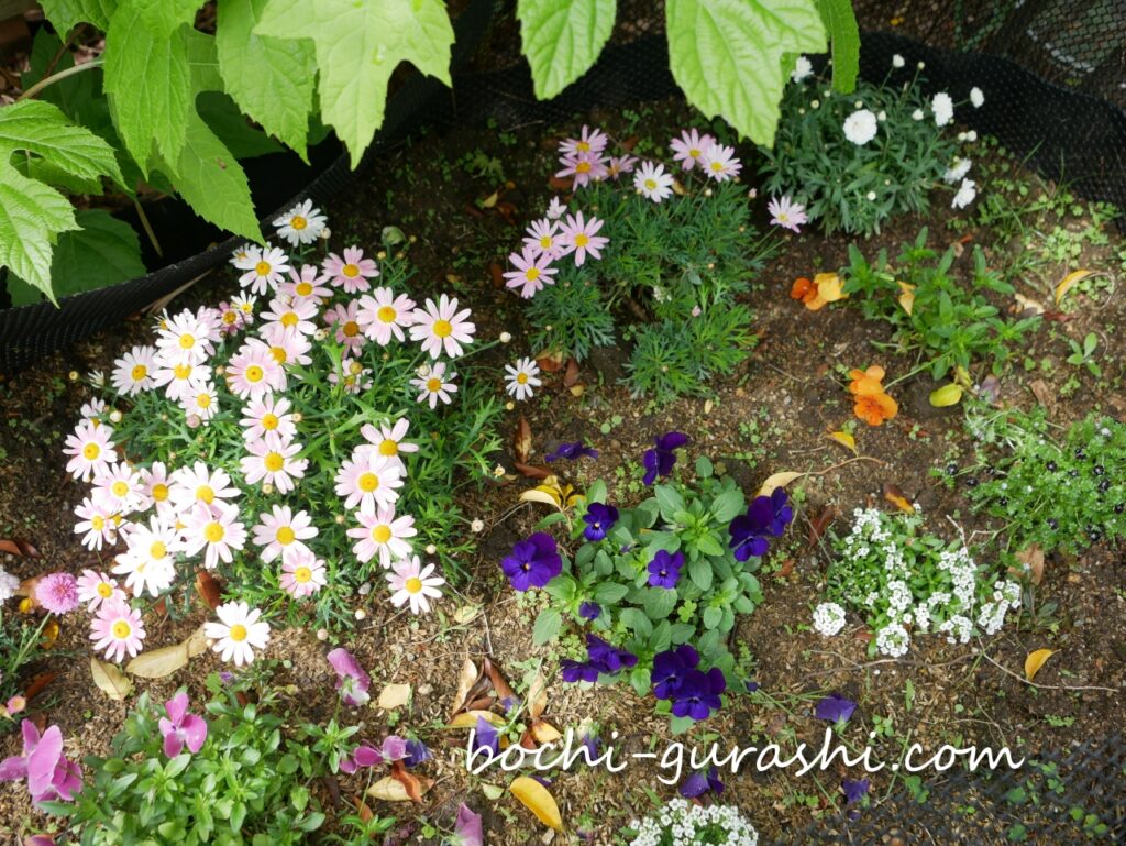 満開の花壇の花