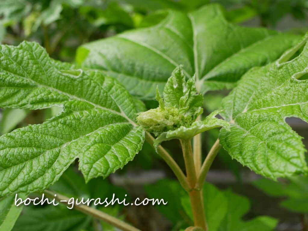 カシワバアジサイのつぼみ