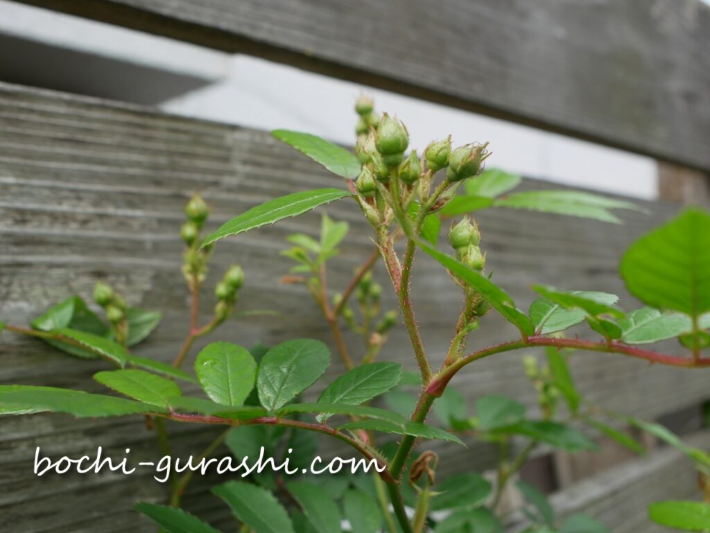 ギスレーヌドゥフェリゴンドの蕾