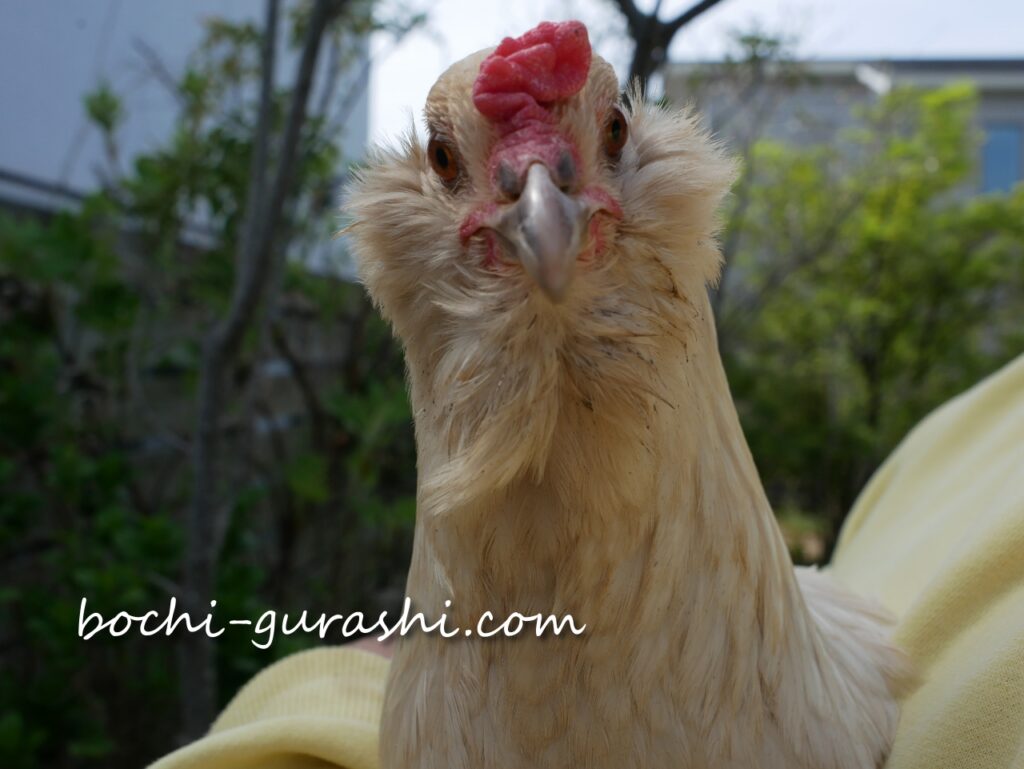 うすしおちゃんの顔アップ