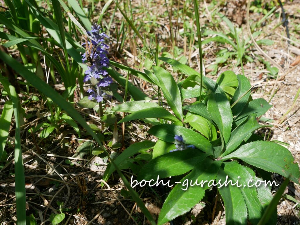 もとから庭に生えているアジュガ