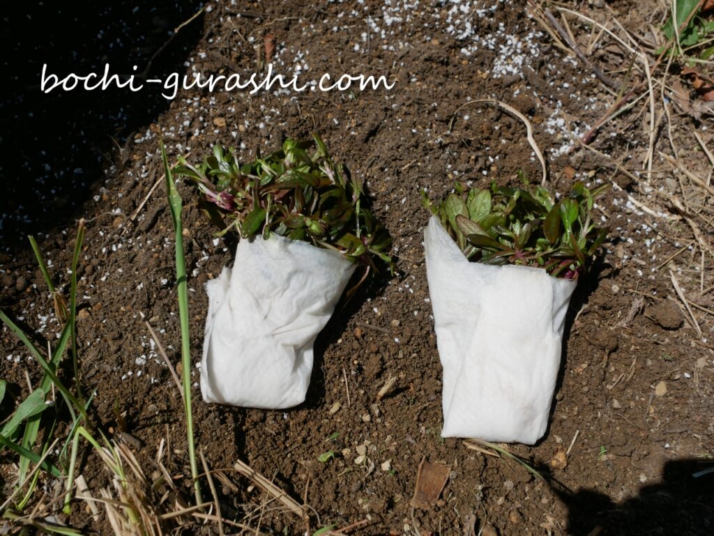 メルカリで購入したアジュガの苗