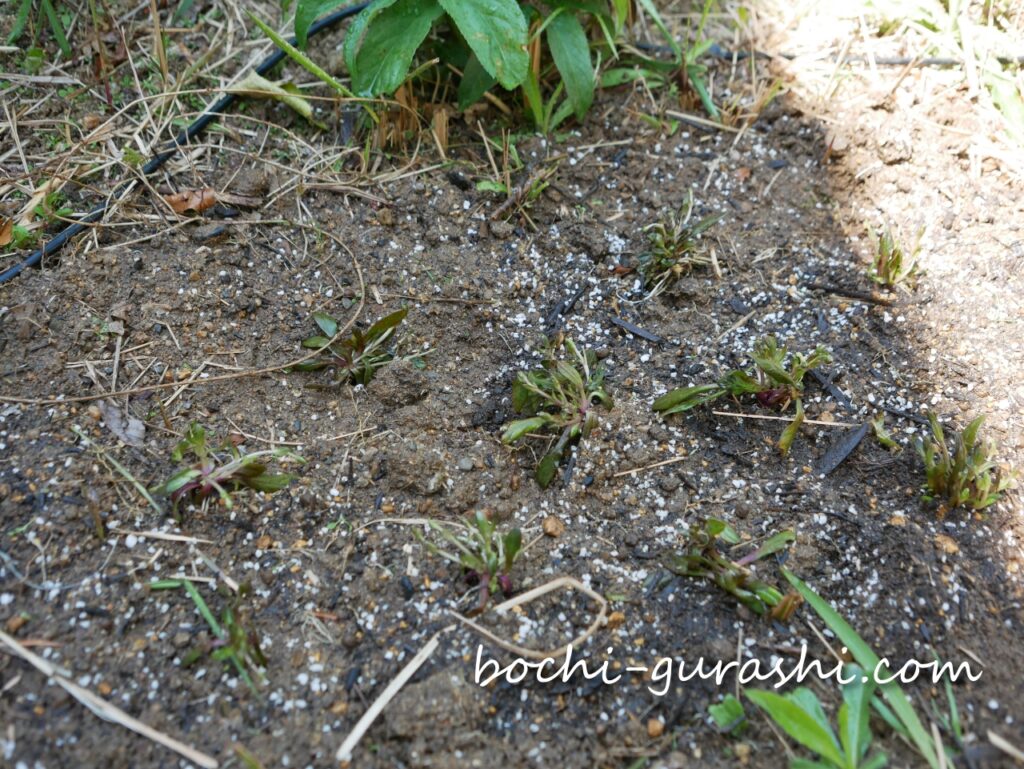 苗を植えたところ