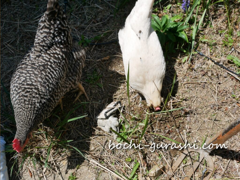 庭仕事の邪魔をしにくるわが家のにわとり