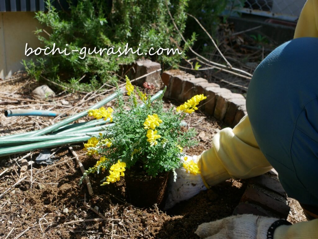 エニシダを植えるところ