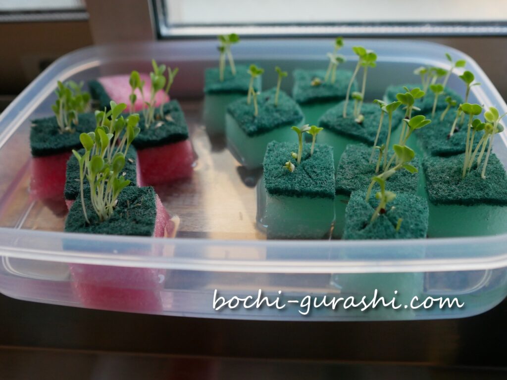 スポンジに種を蒔くその1