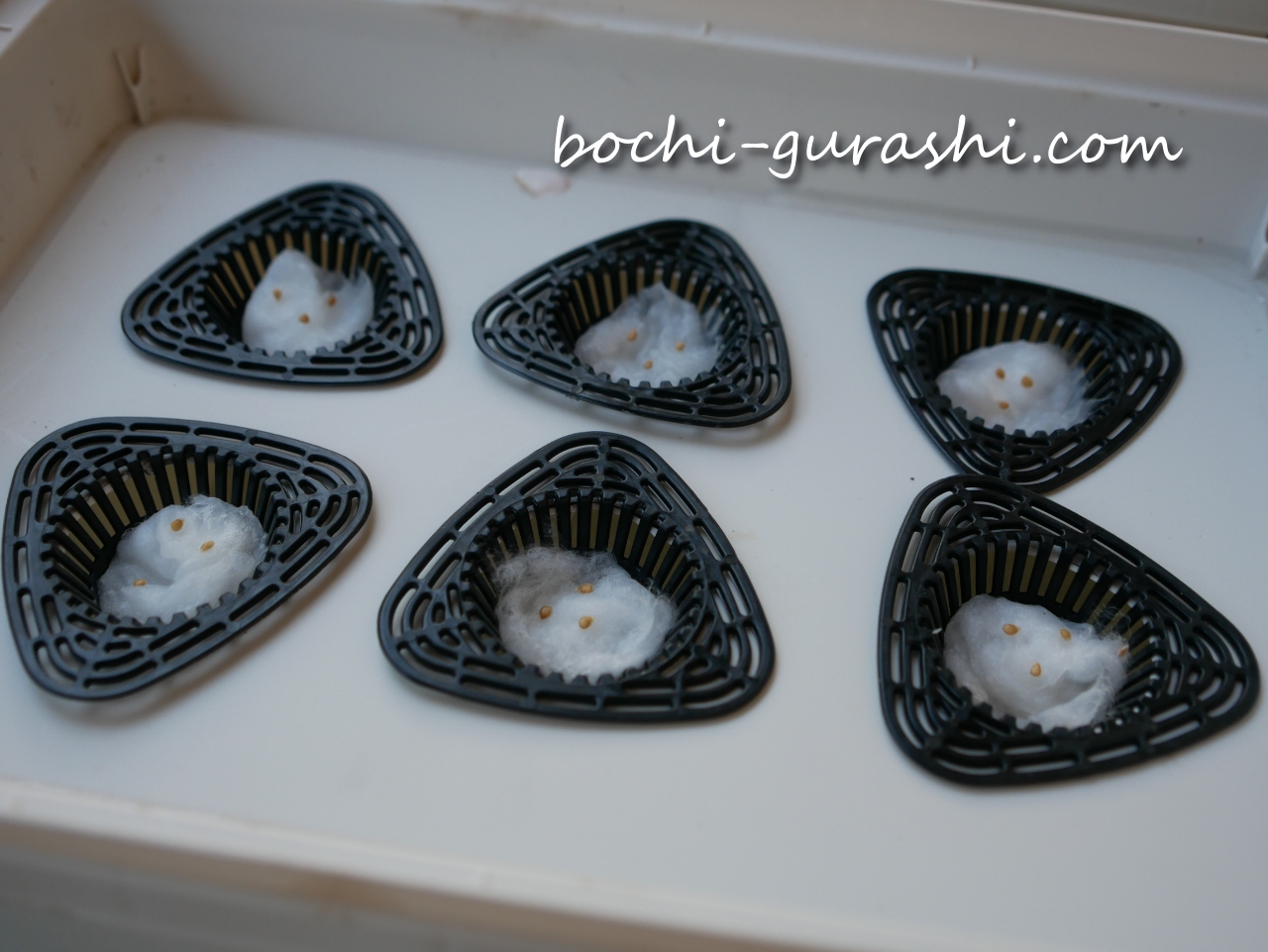 ダイソーの300円BOXにトマトの種をまく