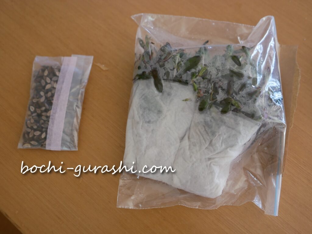 メルカリから送られてきたアジュガの苗と花の種