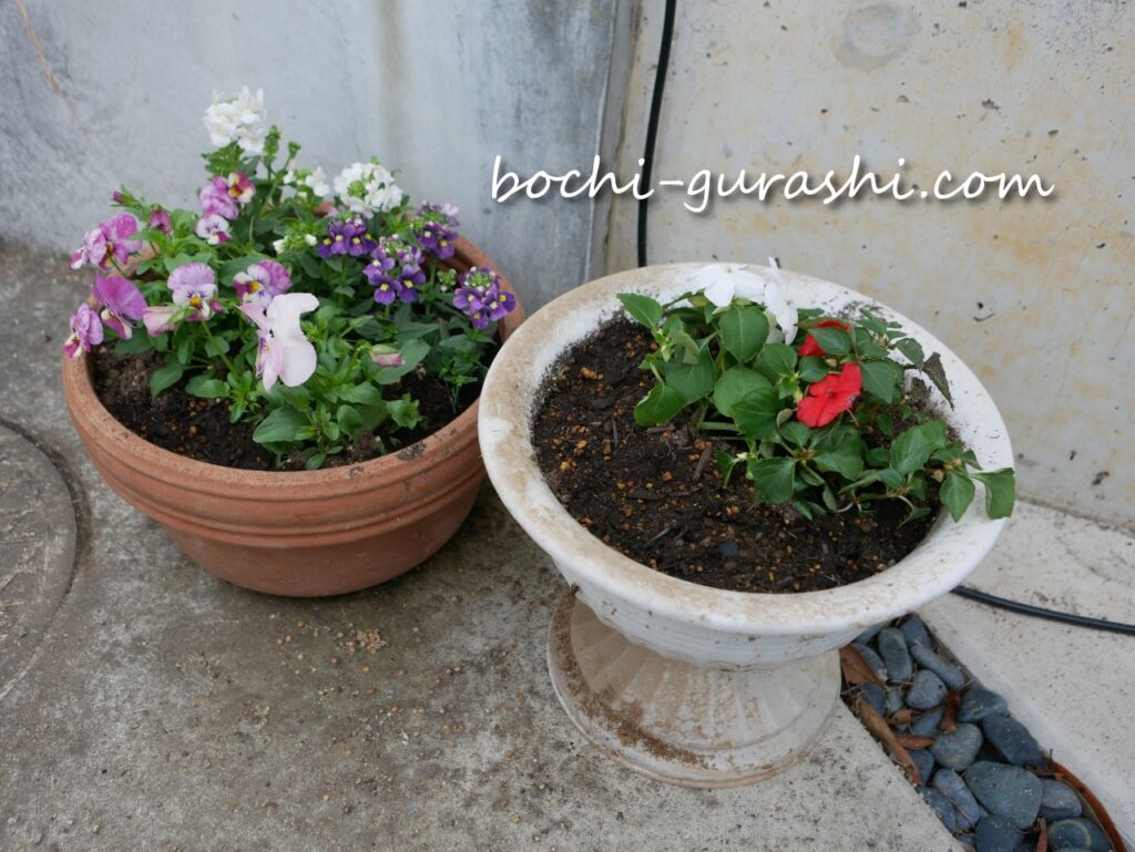 寄せ植えにした花たち