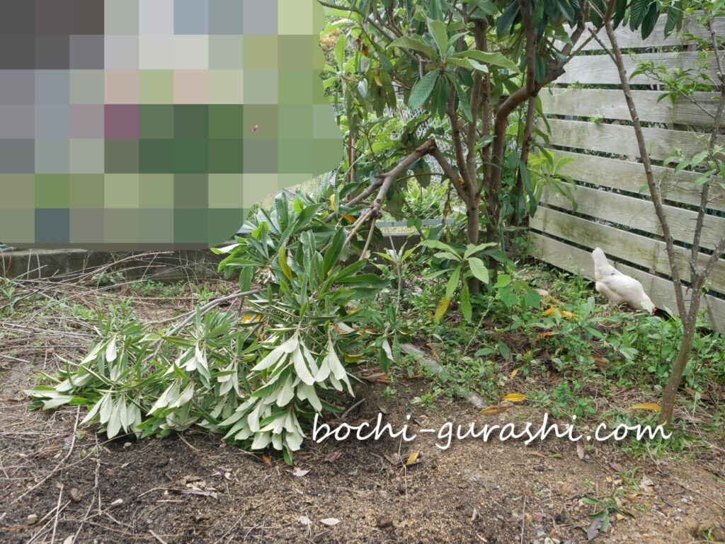 雨で折れてしまった枇杷の木の枝