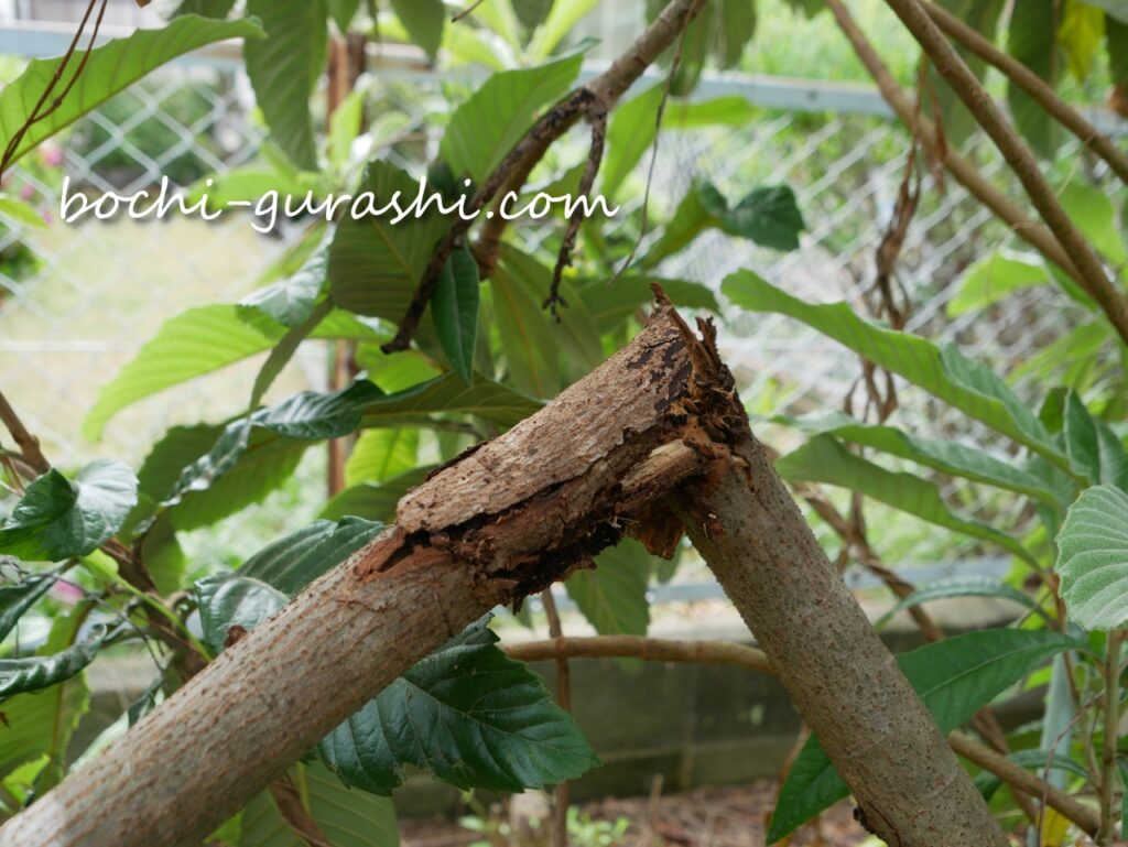 雨で折れてしまった枇杷の木の枝