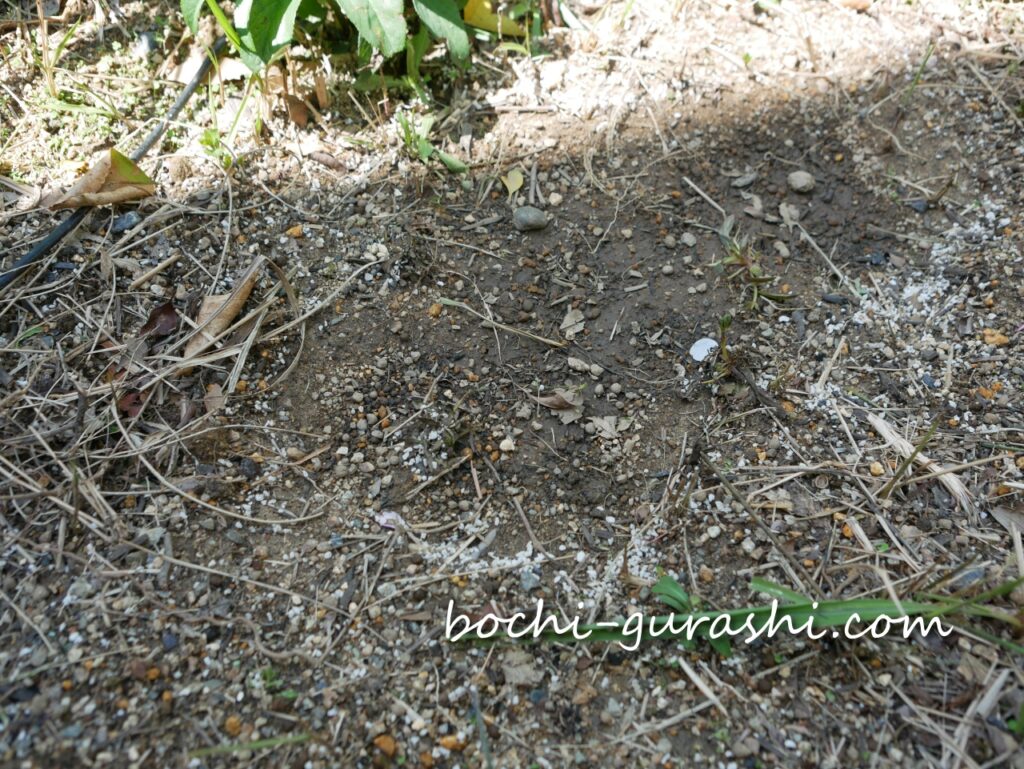 アジュガを植えたところが更地に