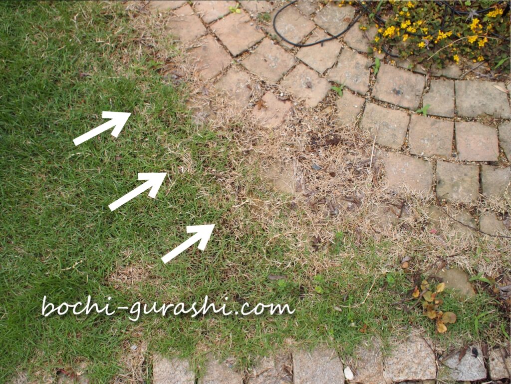 芝生が伸びすぎてレンガサークルに侵食している