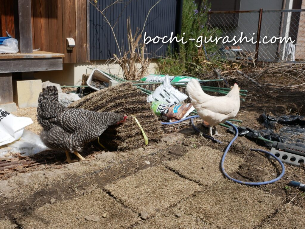 買っておいた芝生を並べていく