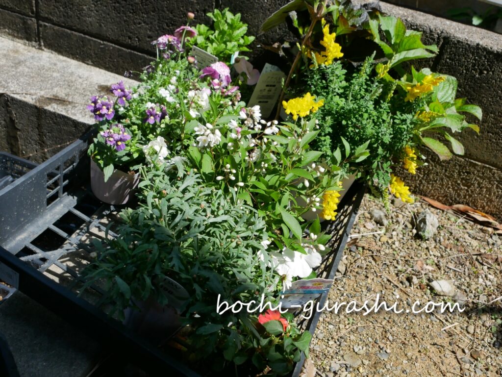 今回購入した花たち