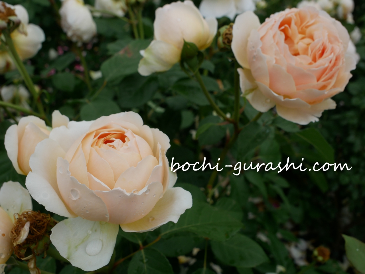 好きなバラの花